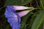 Oceanblue morning-glory